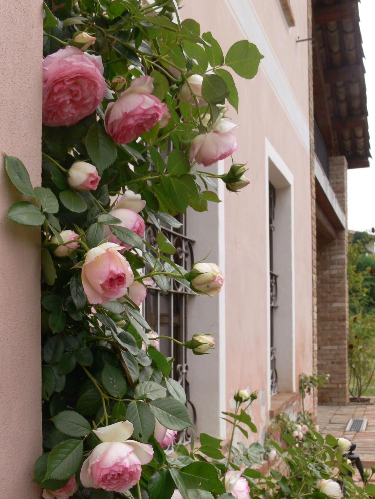 Casa Isabella Guest House Vaglio Serra Bagian luar foto